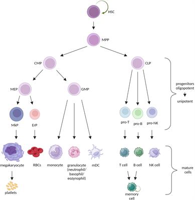 The dark side of stemness – the role of hematopoietic stem cells in development of blood malignancies